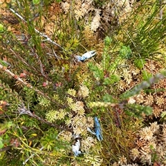 Euastacus rieki at Cotter River, ACT - suppressed