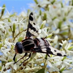 Unidentified True fly (Diptera) by LisaH