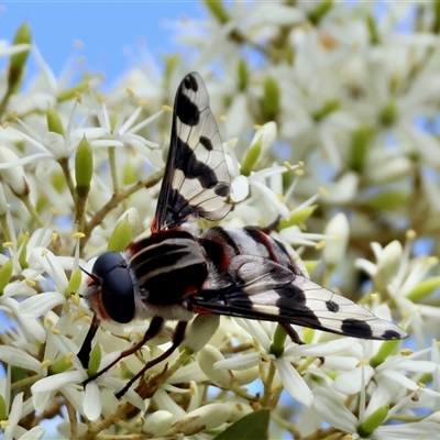 Unidentified True fly (Diptera) by LisaH