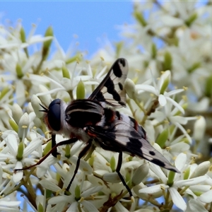 Pelecorhynchus nigripennis at suppressed - suppressed
