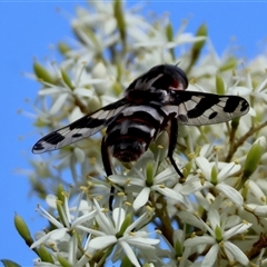 Pelecorhynchus nigripennis at suppressed - suppressed