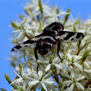 Pelecorhynchus nigripennis at suppressed - suppressed