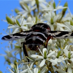 Pelecorhynchus nigripennis at suppressed - suppressed
