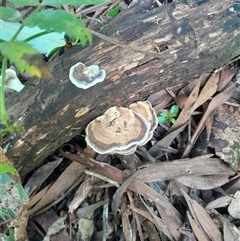 Unidentified Fungus at Pappinbarra, NSW - Yesterday by jonvanbeest