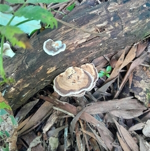 Unidentified Fungus at Pappinbarra, NSW - Yesterday by jonvanbeest