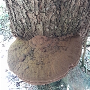 Ganoderma australe at Pappinbarra, NSW - 6 Feb 2025 12:07 PM