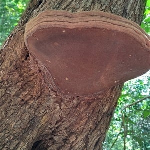 Ganoderma australe at Pappinbarra, NSW - 6 Feb 2025 12:07 PM