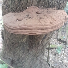 Ganoderma australe at Pappinbarra, NSW - 6 Feb 2025 12:07 PM