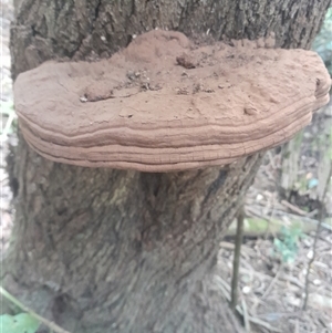 Ganoderma australe at Pappinbarra, NSW - 6 Feb 2025 12:07 PM