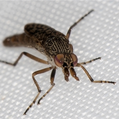 Neodialineura striatithorax (A therevidae fly) at Melba, ACT - 3 Feb 2025 by kasiaaus