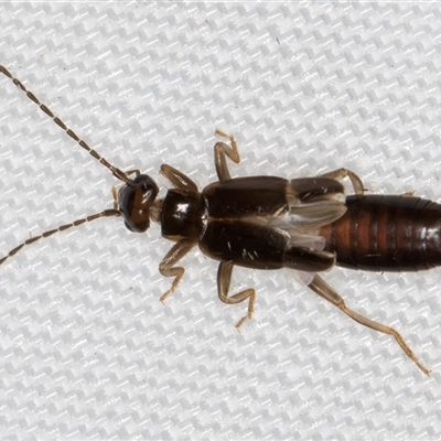 Unidentified Earwig (Dermaptera) at Melba, ACT - 3 Feb 2025 by kasiaaus