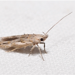 Leptozestis and Trachydora (genera) (A cosmet moth) by DianneClarke