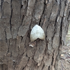 Gastrophora henricaria (Fallen-bark Looper, Beautiful Leaf Moth) at Fig Tree Pocket, QLD - 5 Feb 2025 by Jont