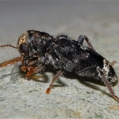 Trogodendron sp. (genus) at Acton, ACT - 5 Feb 2025 by TimL