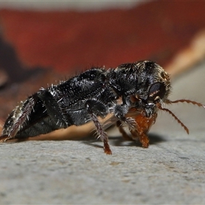 Trogodendron sp. (genus) at Acton, ACT - 5 Feb 2025 10:39 AM