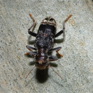 Trogodendron sp. (genus) at Acton, ACT - 5 Feb 2025 10:39 AM