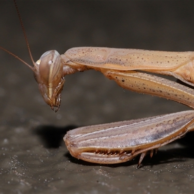 Archimantis sp. (genus) at Lawson, ACT - 5 Feb 2025 by TimL