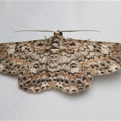 Unidentified Geometer moth (Geometridae) at Bulli, NSW - Yesterday by jb2602