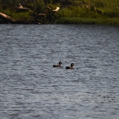 Anas superciliosa (Pacific Black Duck) at Jerrara, NSW - Yesterday by plants