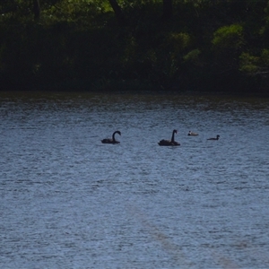 Cygnus atratus (Black Swan) at Jerrara, NSW - Yesterday by plants