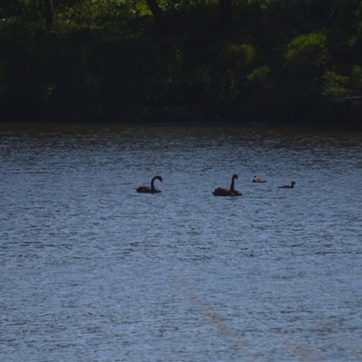 Cygnus atratus (Black Swan) at Jerrara, NSW - Yesterday by plants