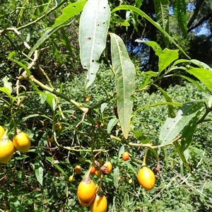 Solanum aviculare (Kangaroo Apple) at Jerrara, NSW - Yesterday by plants