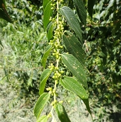 Trema tomentosa var. aspera (Native Peach) at Jerrara, NSW - Yesterday by plants