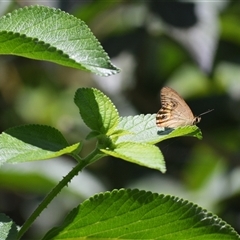 Hypocysta metirius (Brown Ringlet) at Jerrara, NSW - 6 Feb 2025 by plants