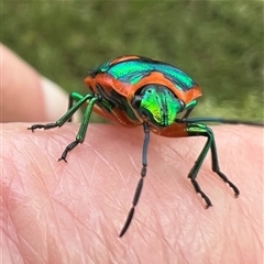 Scutiphora pedicellata (Metallic Jewel Bug) at Cootamundra, NSW - 9 Nov 2024 by JanetRussell