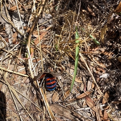 Acripeza reticulata (Mountain Katydid) at Cotter River, ACT - Yesterday by teeniiee