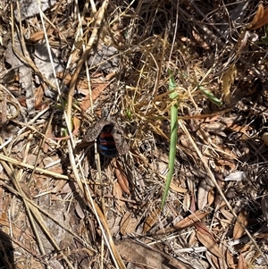 Acripeza reticulata at Cotter River, ACT - 6 Feb 2025 01:20 PM