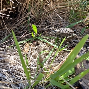 Acripeza reticulata at Cotter River, ACT - 6 Feb 2025 01:20 PM