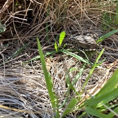 Acripeza reticulata at Cotter River, ACT - 6 Feb 2025 01:20 PM