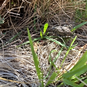 Acripeza reticulata at Cotter River, ACT - 6 Feb 2025 01:20 PM