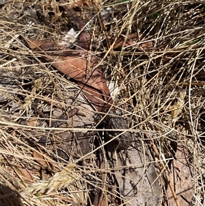 Acripeza reticulata at Cotter River, ACT - 6 Feb 2025 01:20 PM