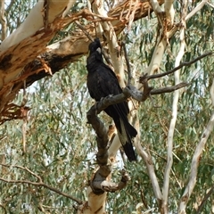 Zanda funerea (Yellow-tailed Black-Cockatoo) at Symonston, ACT - 6 Feb 2025 by CallumBraeRuralProperty