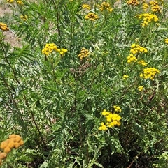 Tanacetum vulgare (Tansy) at Burra, NSW - 7 Feb 2025 by BrianSummers