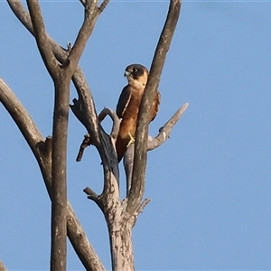 Falco longipennis (Australian Hobby) at Wodonga, VIC - 7 Feb 2025 by KylieWaldon