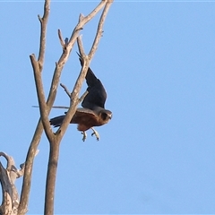 Falco longipennis at Wodonga, VIC - 7 Feb 2025 07:25 AM
