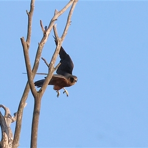 Falco longipennis at Wodonga, VIC - 7 Feb 2025 07:25 AM