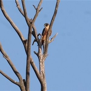 Falco longipennis at Wodonga, VIC - 7 Feb 2025 07:25 AM