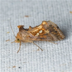 Chrysodeixis eriosoma (Green Looper) at Harrison, ACT by DPRees125