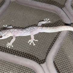 Christinus marmoratus (Southern Marbled Gecko) at Holt, ACT - 27 Jan 2025 by TannyFox