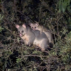 Trichosurus vulpecula at Macgregor, ACT - suppressed