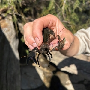 Cherax destructor at Denman Prospect, ACT - Today by Rebeccaryanactgov