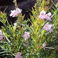 Prostanthera tallowa (A mint bush) at Illaroo, NSW - 2 Feb 2025 by plants