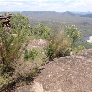 Prostanthera tallowa at Illaroo, NSW - 2 Feb 2025 11:18 AM