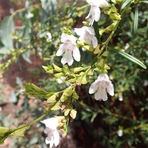 Prostanthera tallowa at Moollattoo, NSW - 2 Feb 2025 12:43 PM