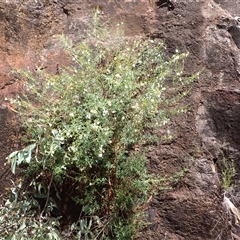 Prostanthera tallowa at Moollattoo, NSW - 2 Feb 2025 12:43 PM