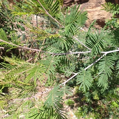 Acacia parvipinnula (Silver-stemmed Wattle) at Moollattoo, NSW - 2 Feb 2025 by plants